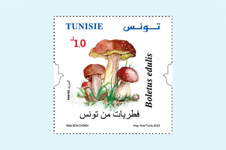 Champignons de Tunisie