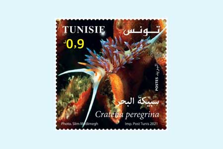 MARINE BIOLOGY IN TUNISIA