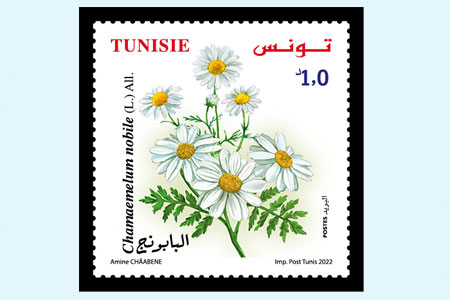 Plantes de Tunisie 