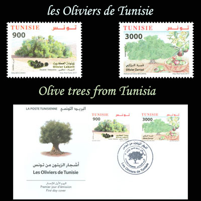 أشجار الزيتون من تونس