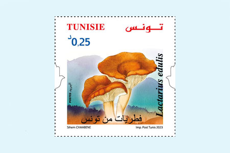 Tunisian mushrooms