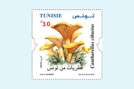 Tunisian mushrooms