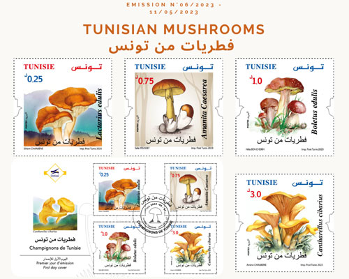 Tunisian mushrooms