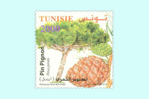 Les Conifres de Tunisie : Pin Pignon (Arbre de pin de Pignon)