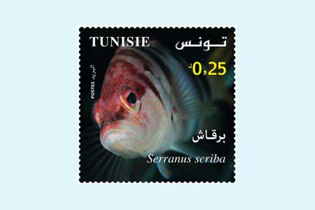 MARINE BIOLOGY IN TUNISIA