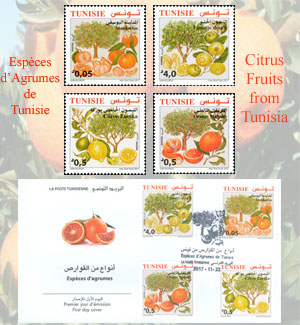 Citrus fruits from Tunisia