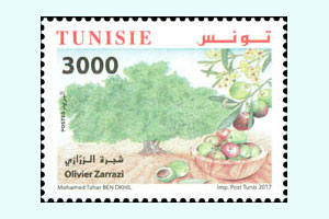 Olive trees from Tunisia : Olive tree Zarrazi