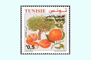 Espces d'Agrumes de Tunisie : La Maltaise