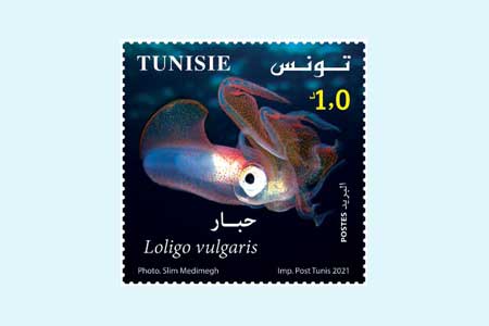 Biologie marine en Tunisie 