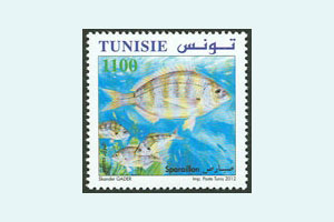 Poisson de Tunisie : Le Sparaillon