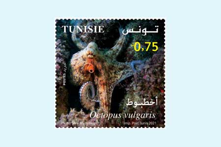 MARINE BIOLOGY IN TUNISIA