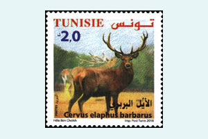 Faune terrestre et maritime de Tunisie: Le Cerf de Berbrie