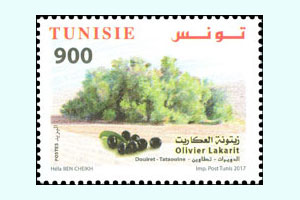 Olive trees from Tunisia : Olive tree Lakarit